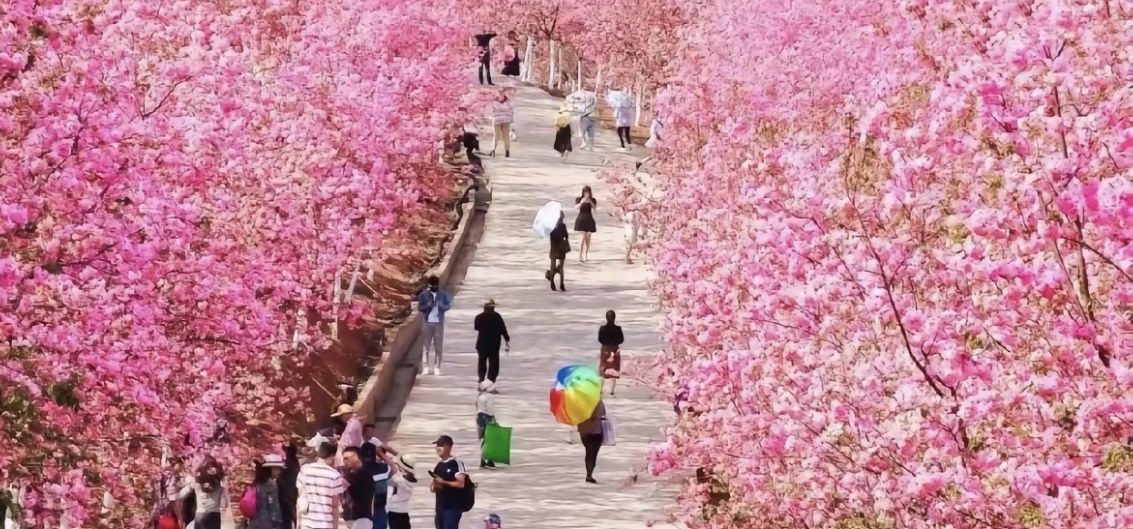 千亩樱花盛放这是云南的浪漫 ＊宜良樱花谷  花期： 2月份﹣3月份（盛花期） 位置：宜良县山后樱花谷