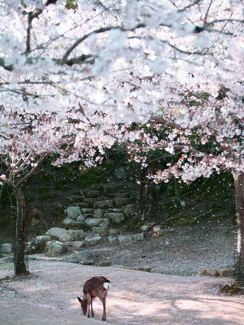 #春天玩点花的  樱花季，又有了再去一次日本的理由。 去日本玩的线路实在是太多了。 关东，关西，四国