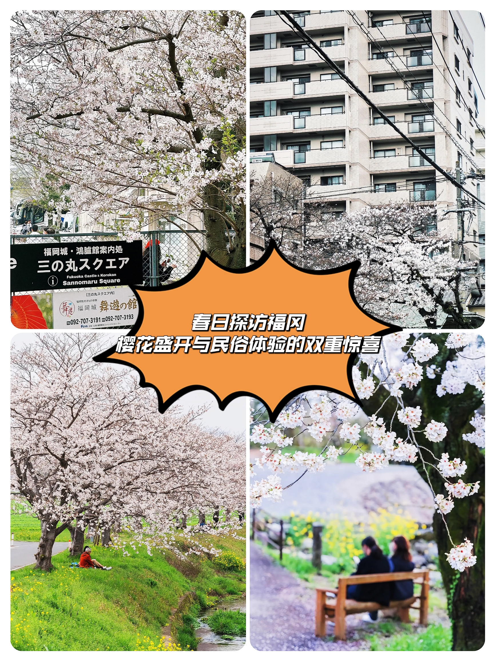 春日探访福冈：樱花盛开与民俗体验的双重惊喜