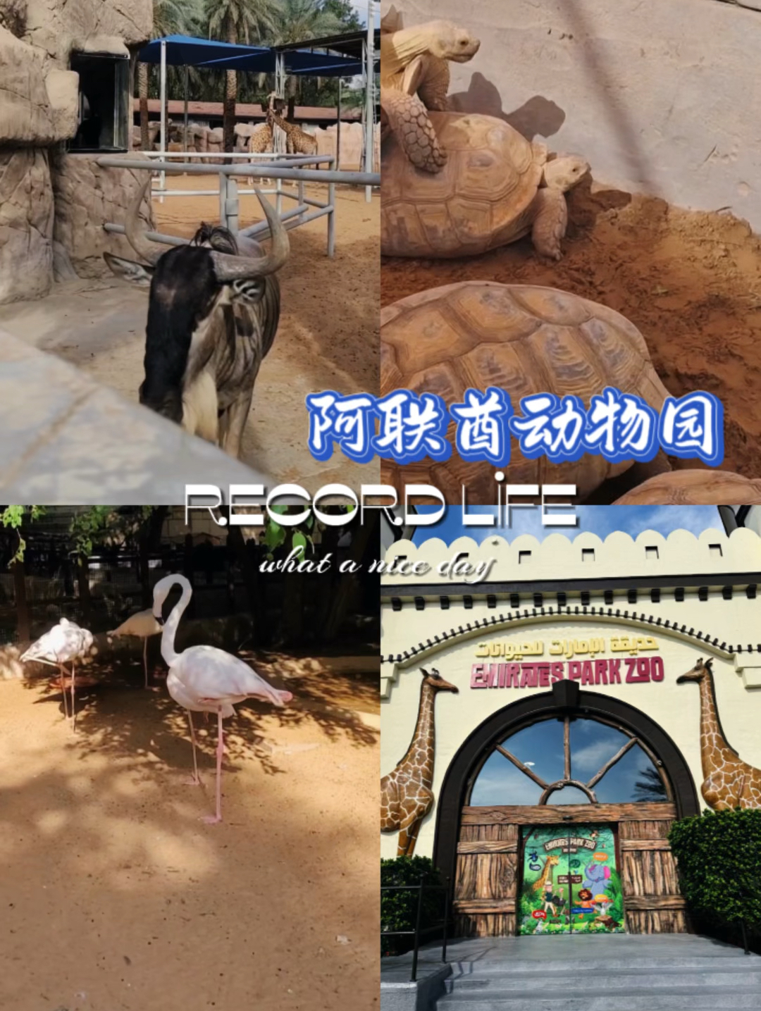 阿布扎比遛娃新圣地：Emirates Park Zoo的探索