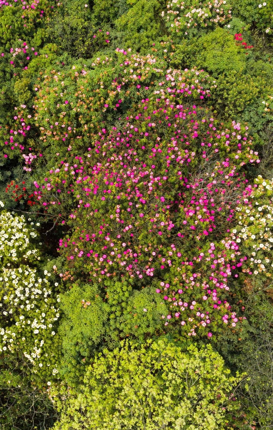 贵州毕节百里杜鹃