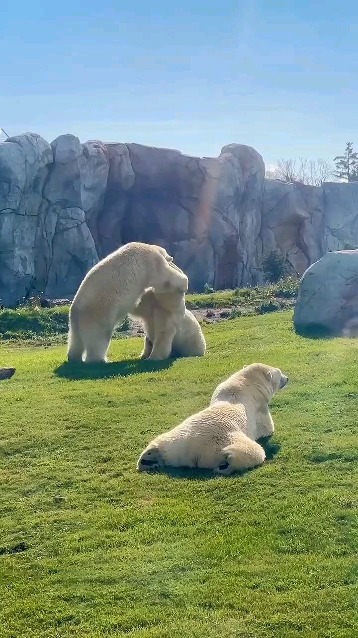 两只北极熊在打架，还有一只在看戏|温尼伯