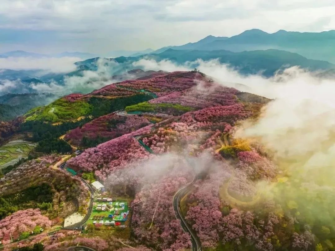 漫山遍野樱花海