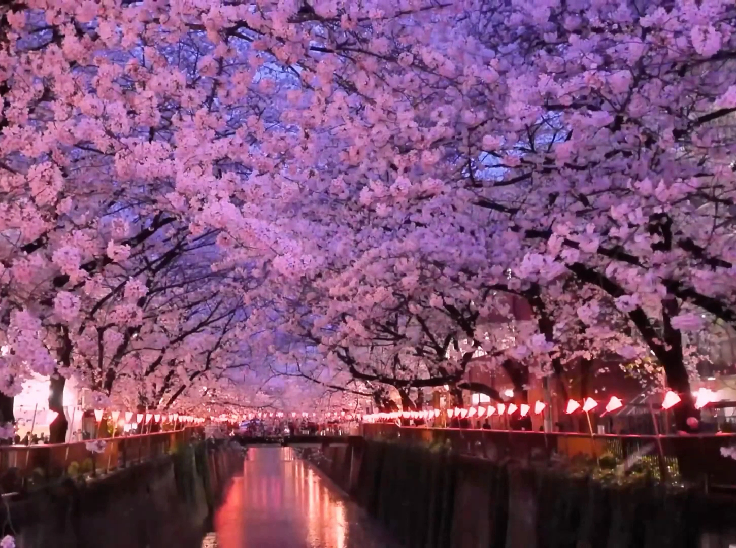 东京夜樱绚烂：目黑川樱花灯海🏮🌸