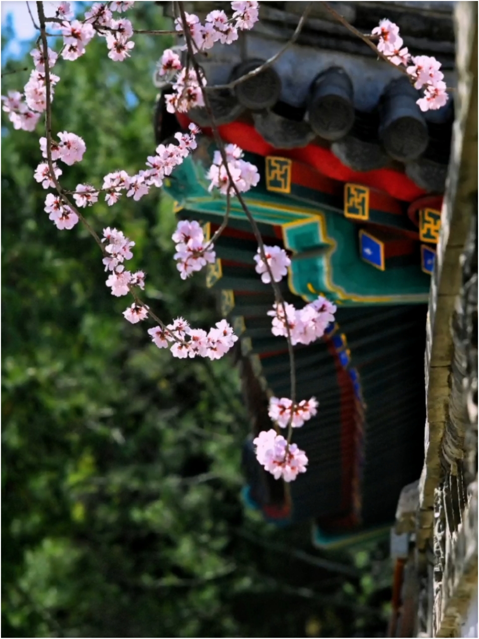 北海公园的桃花