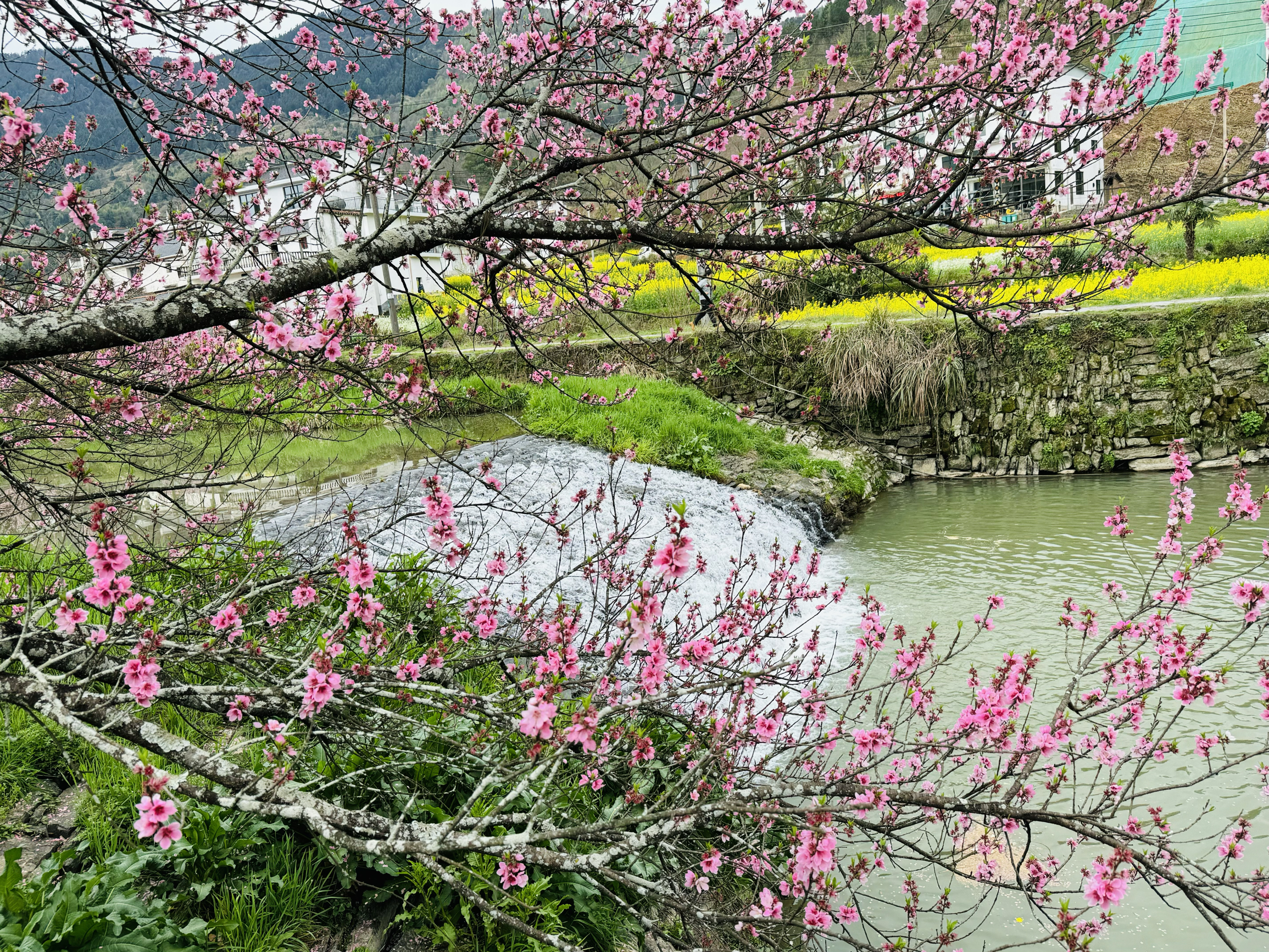 婺源北线：这才是最美的赏花赏景赏春胜地！