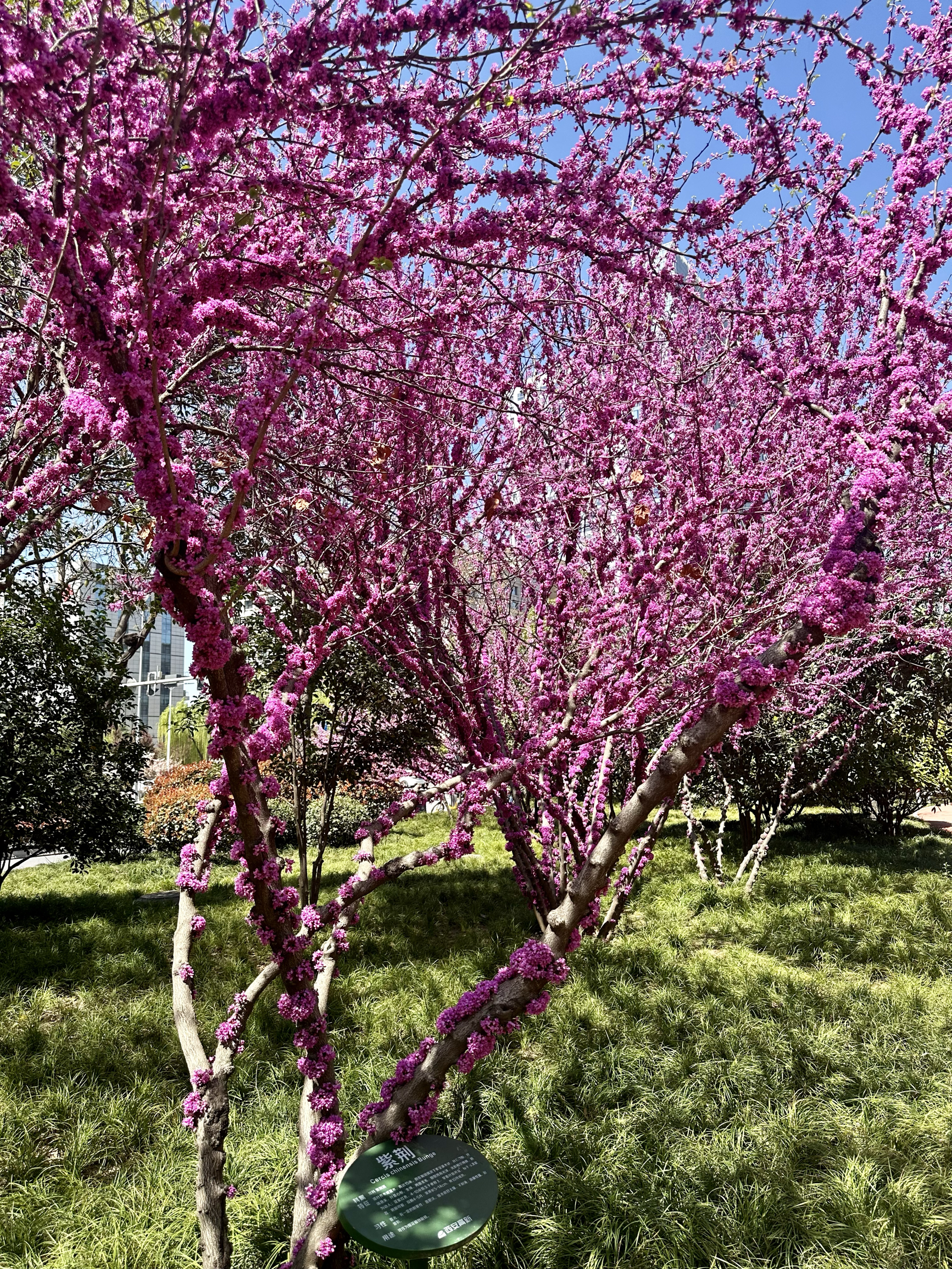 #最美紫荆花 在西安市雁塔区，位于沣恵南路上的应急避难场所，紫荆花开满枝条。