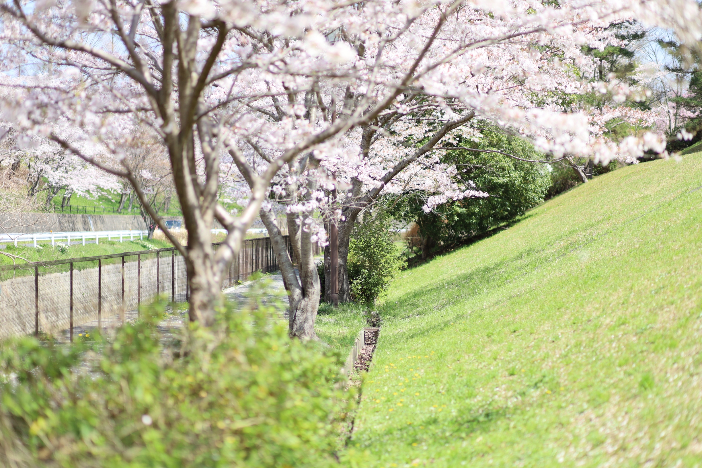滋贺也有美丽的樱花