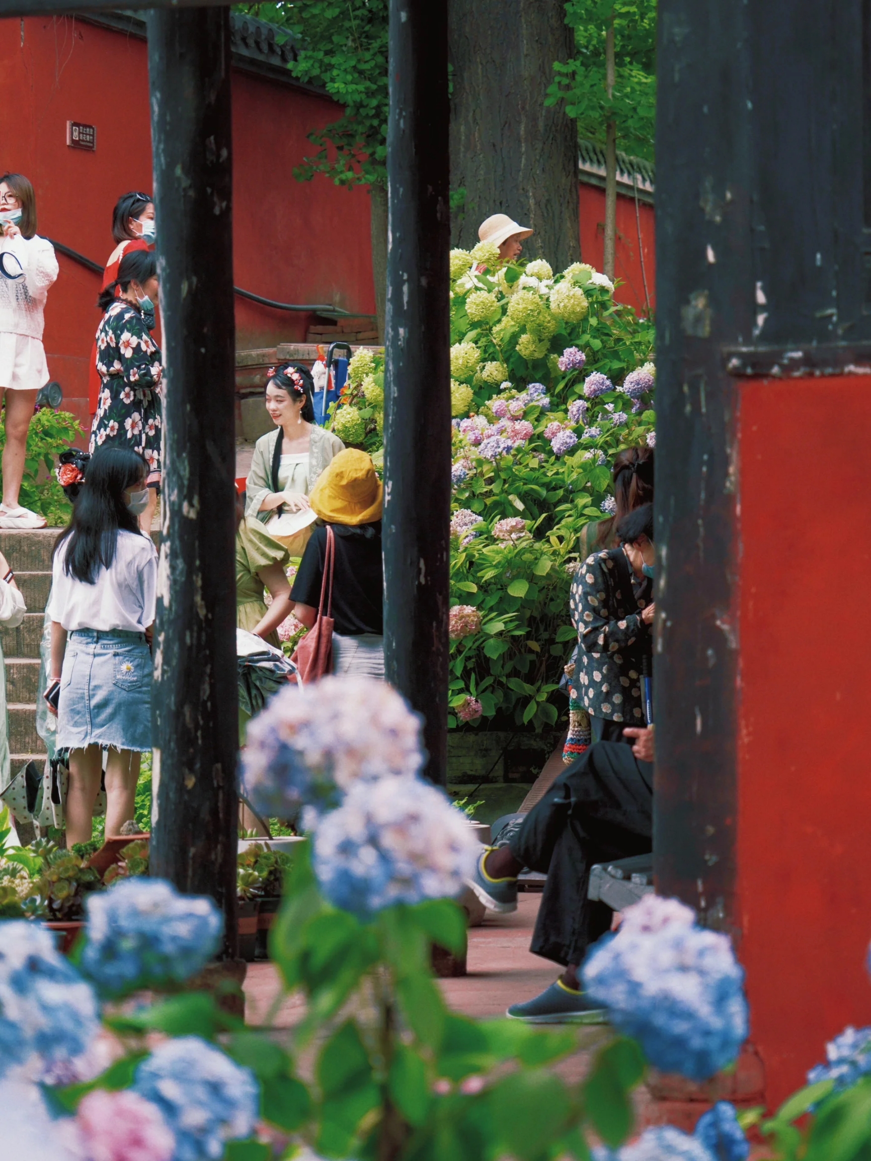 美翻了！德阳这座古寺，开满了绣球花无尽夏 夏日里，延祚禅寺迎来了一幅绚丽的画卷﹣﹣绣球花盛开的季节。