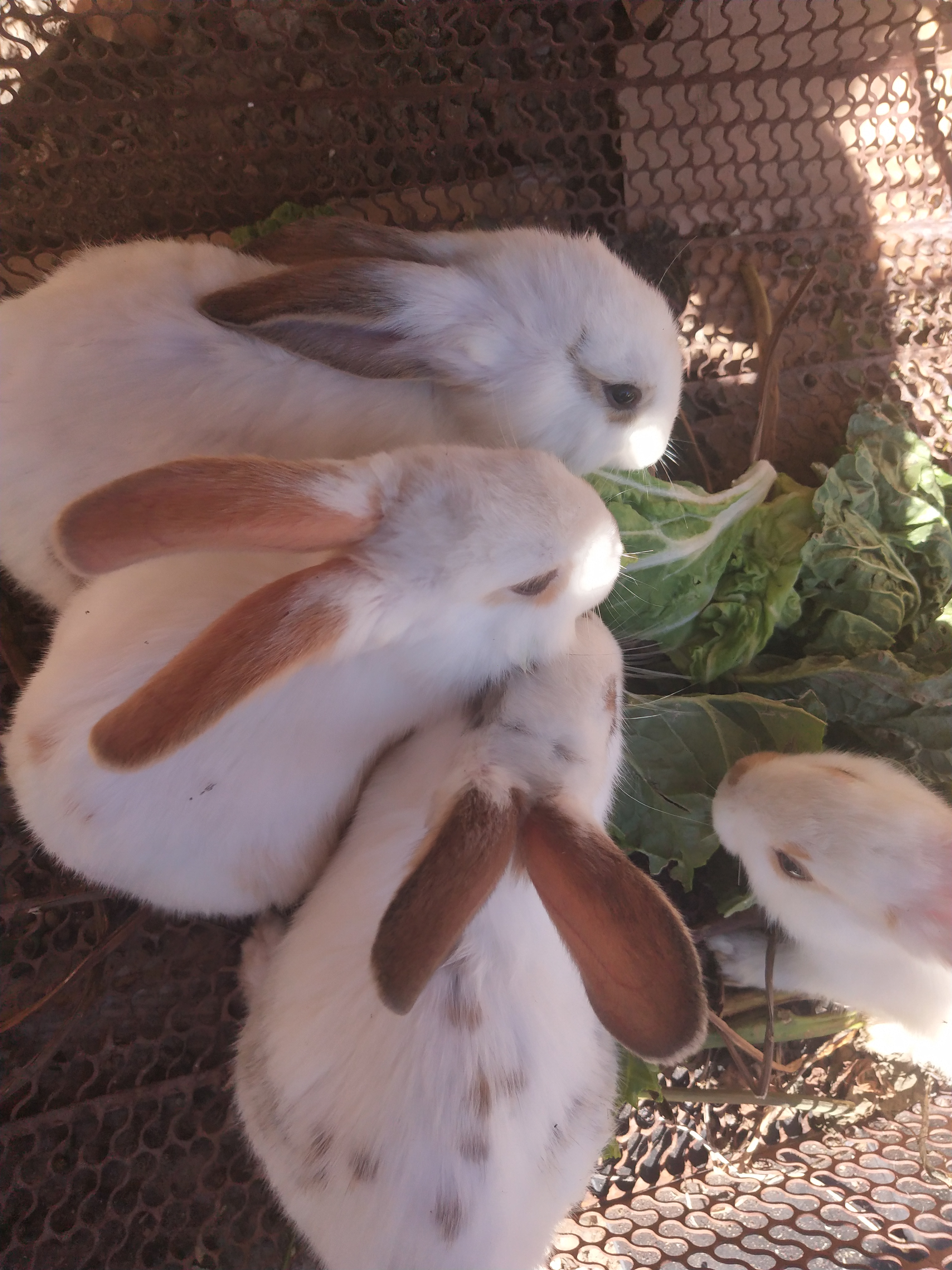 农村养的小兔子🐇 非常可爱，每天给就吃，😂