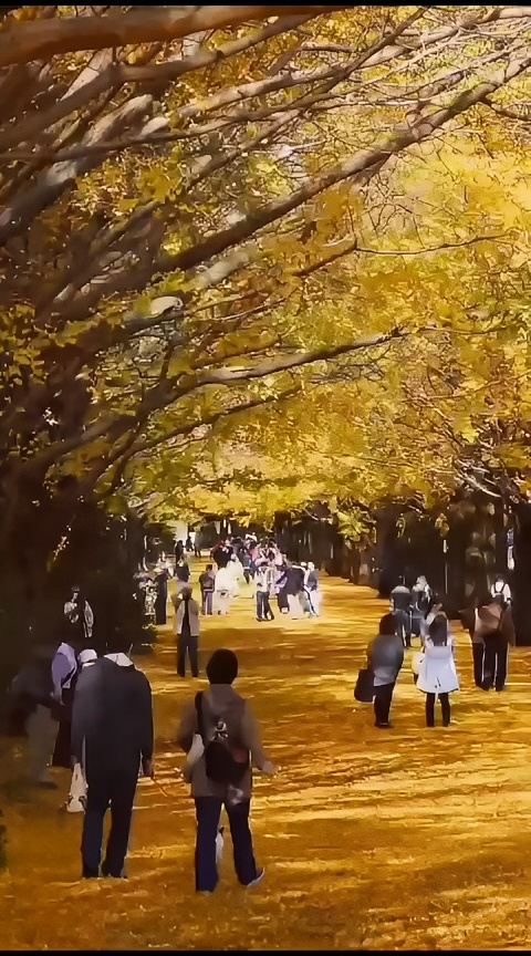 日本东京昭和公园