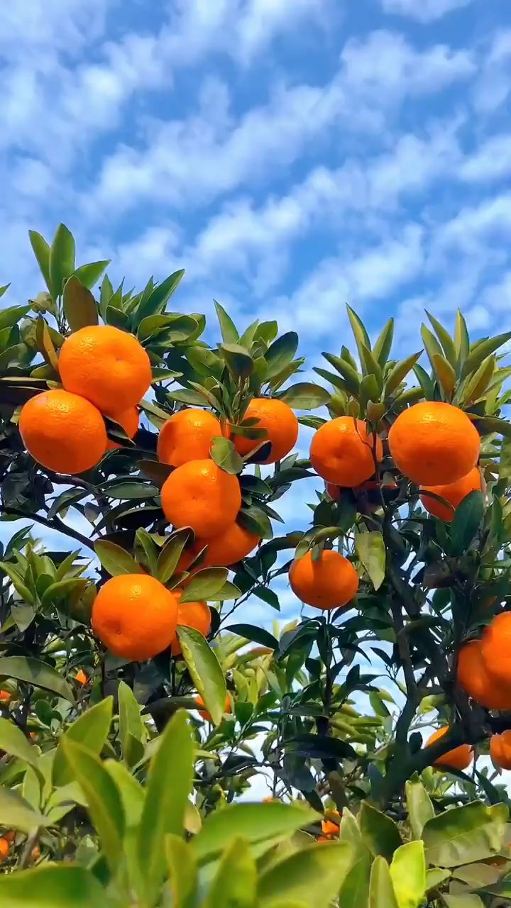 每个橘子都是大自然赋予我们的珍贵 礼物。它们晶莹剔透，如此透亮#城市人文手记