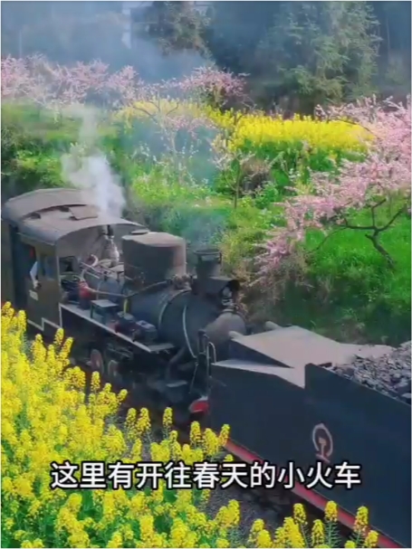 四川的油菜花藏不住了，快来乐山嘉阳桫椤湖景区坐上蒸汽小火车看