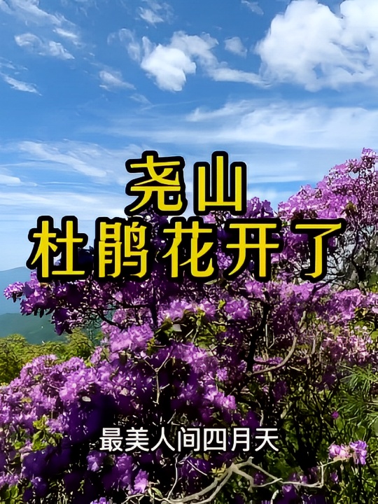 尧山的杜鹃花开