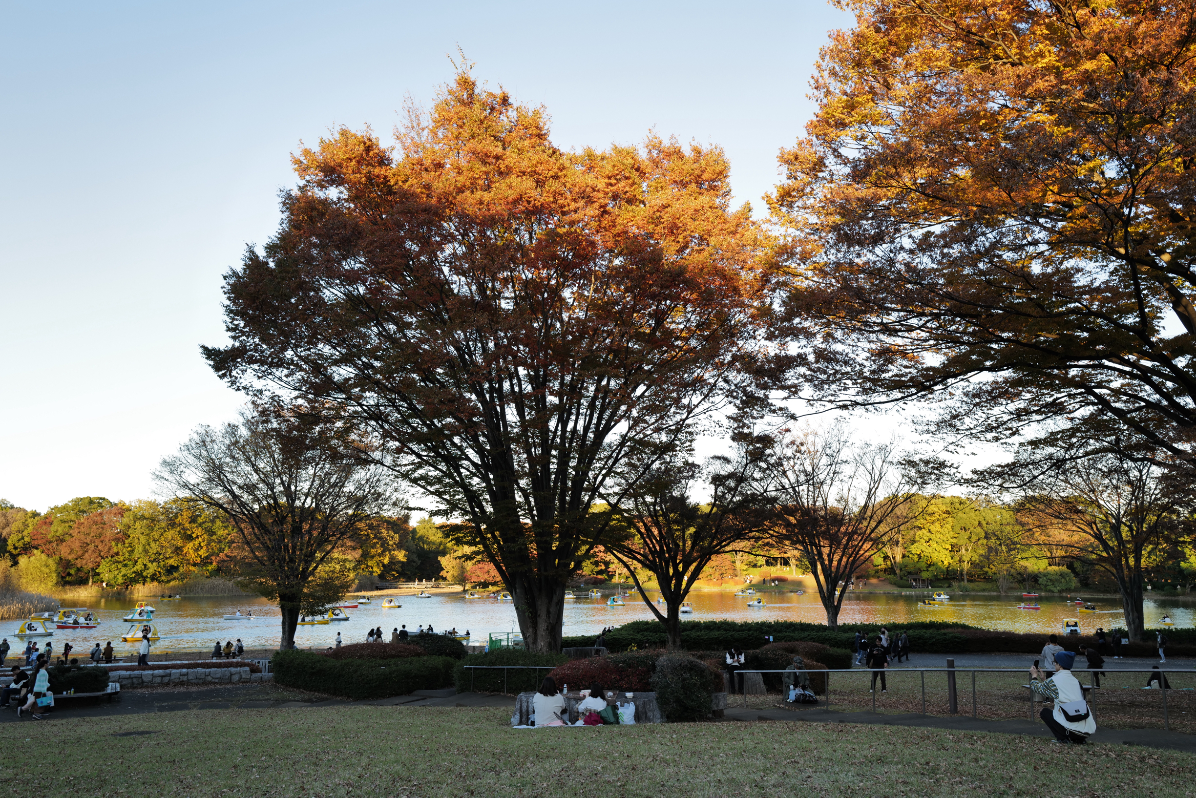 昭和纪念公园黄叶🍂红叶🍁季，正值公园内的庭园亮灯活动，秋夜散步格外梦幻浪漫。