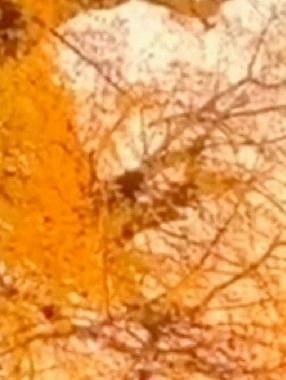 在秋日与银杏树下拥抱