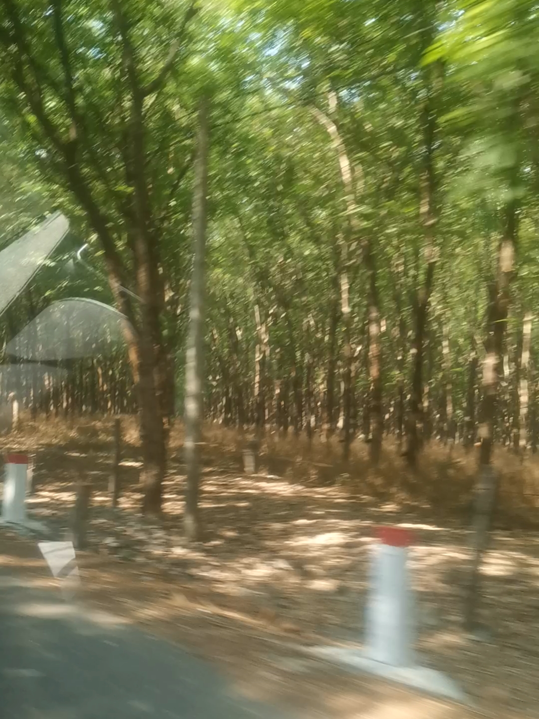 越南橡胶林