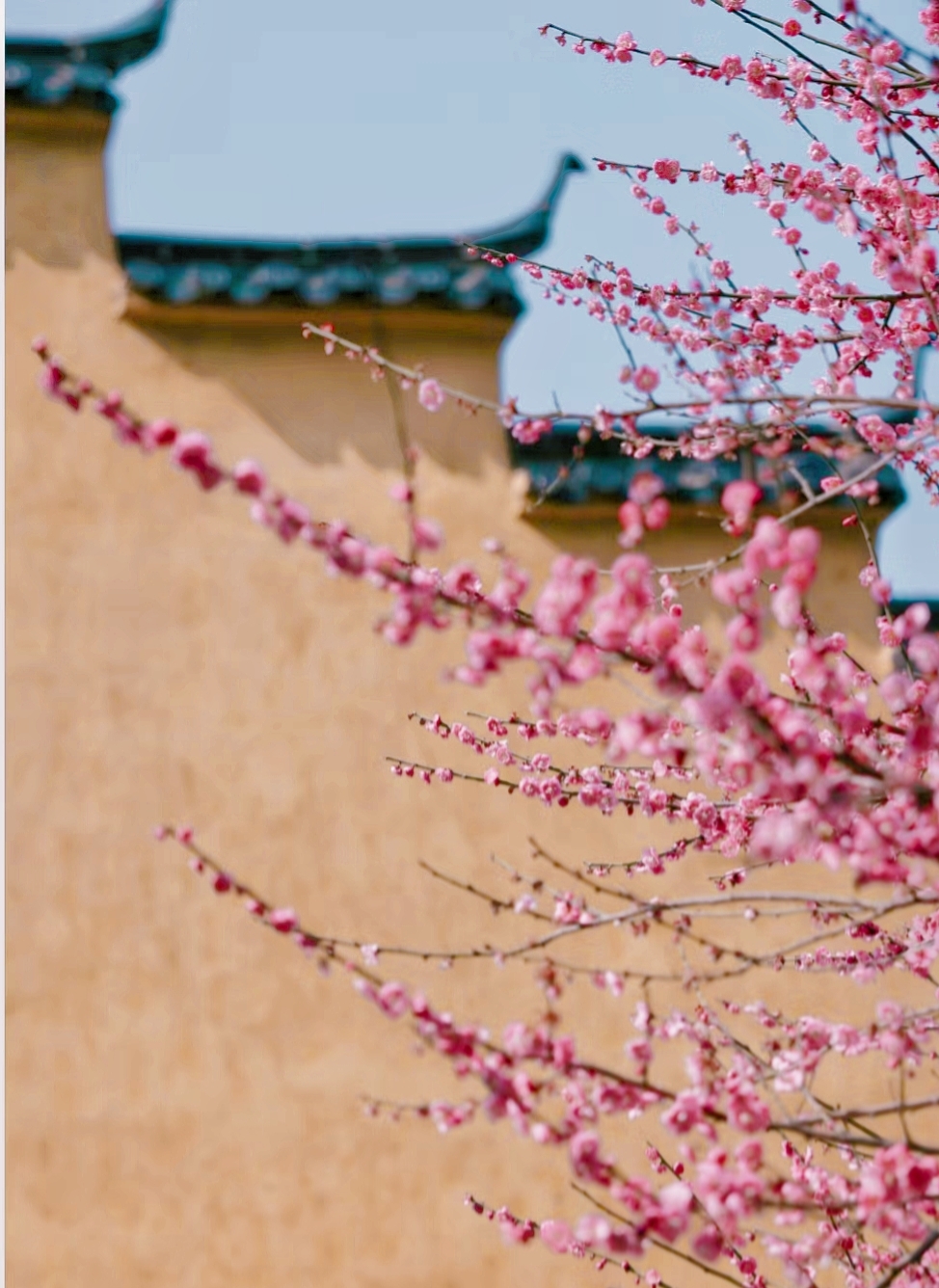 一树花开都惊艳了整个江南的春天