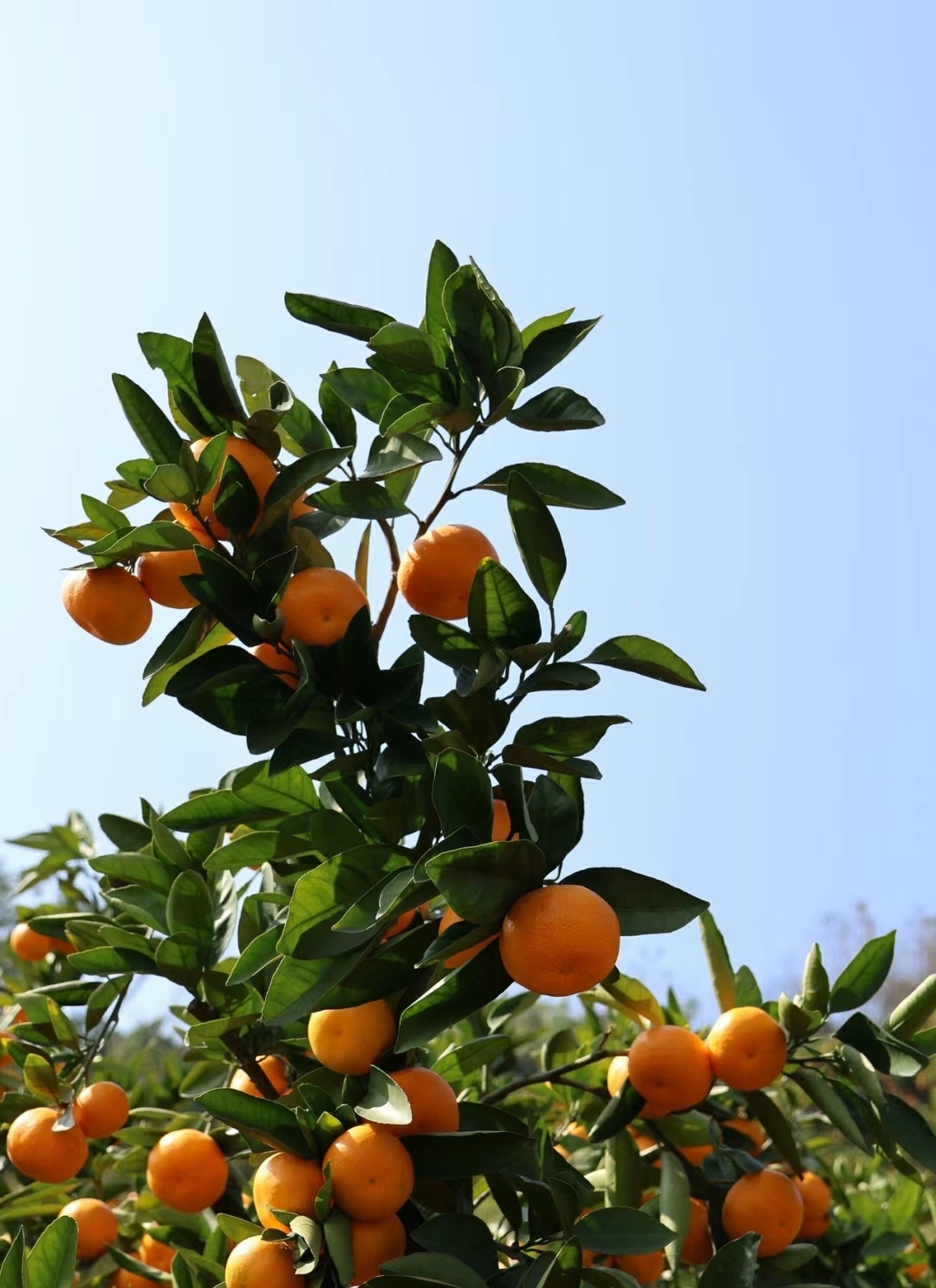 桔子味儿的空气治愈~城固橘子园漫山遍野的橘园，