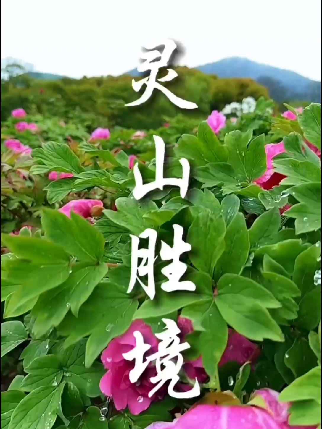 #国色天香牡丹花 无锡的牡丹花比洛阳的美，灵山脚下三圣殿的大片牡丹太漂亮了。