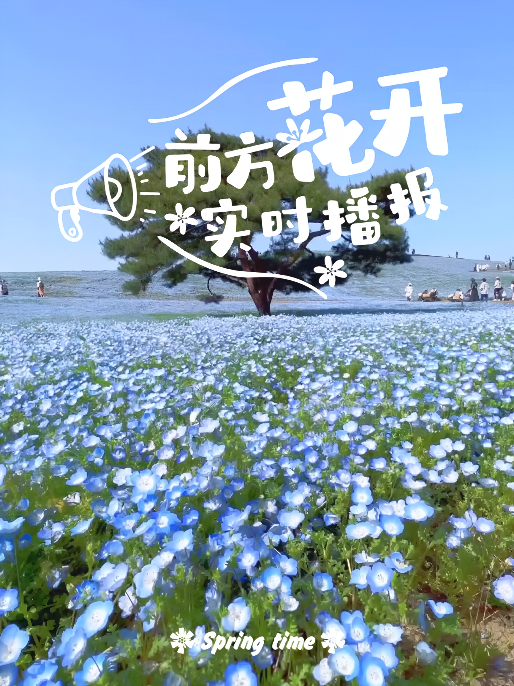 日立海滨公园的蓝色花海