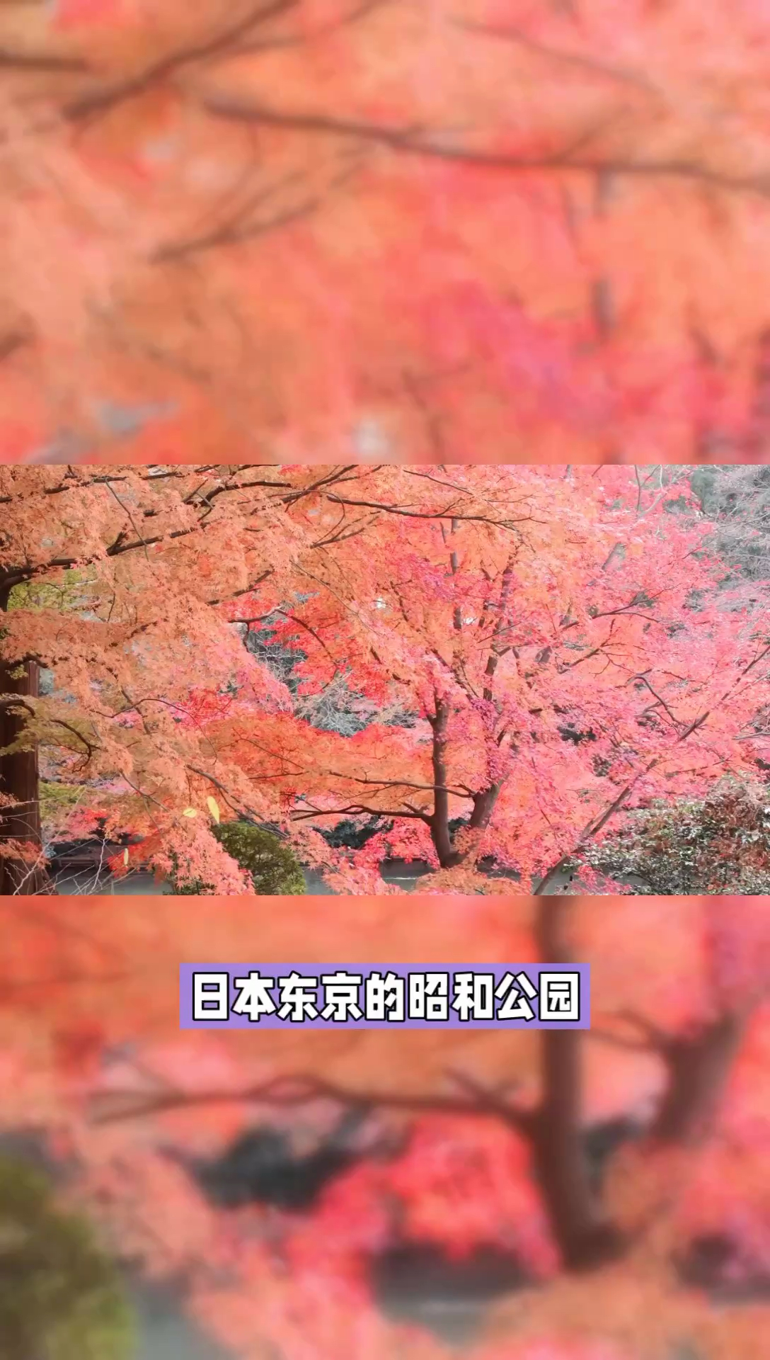 东京昭和公园红叶·黄叶祭，金秋盛宴等你来