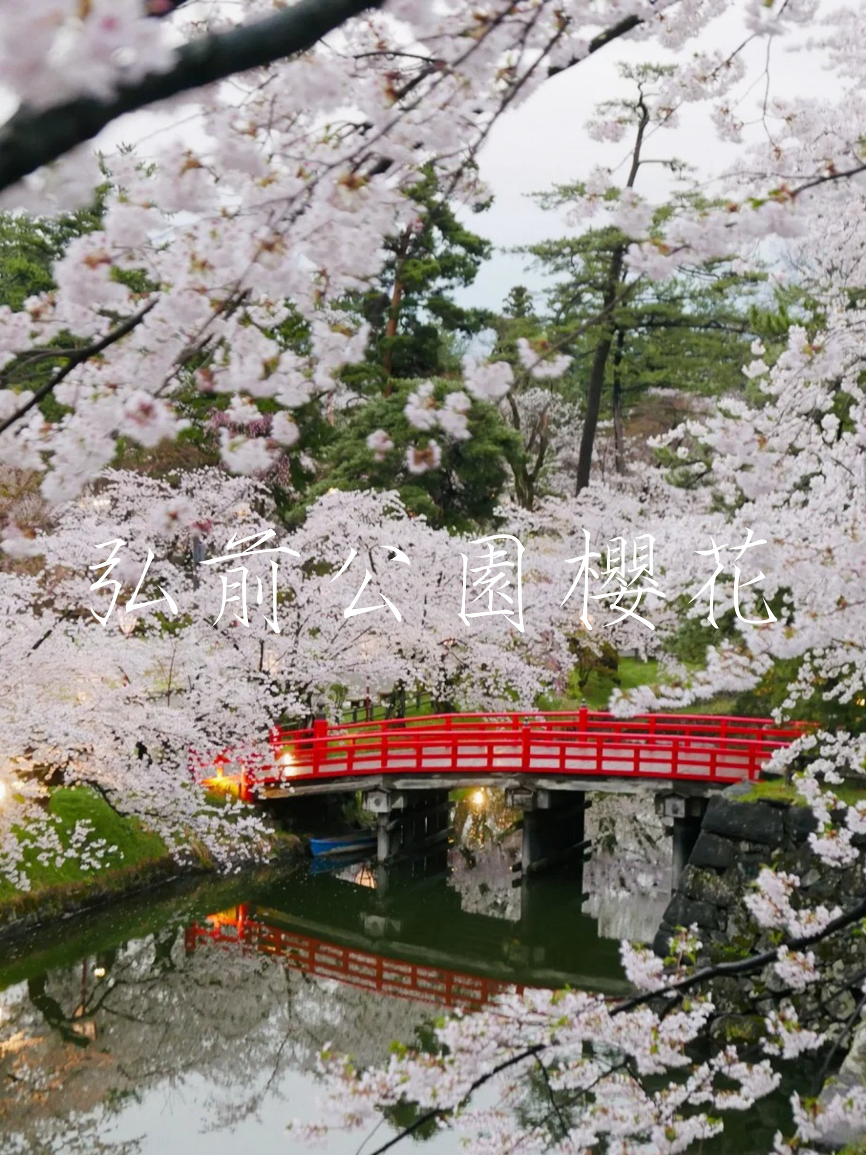 樱花仙境：弘前公园赏花之旅，绚丽花海醉游人🌸