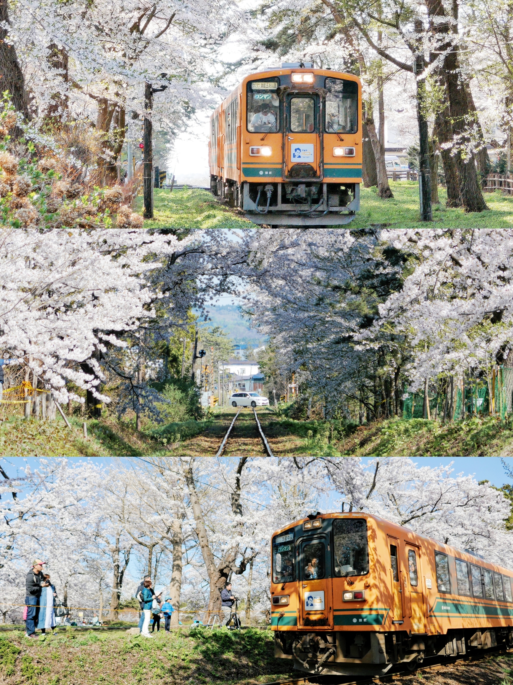 【附攻略】日本最美的樱花路线，在这里！