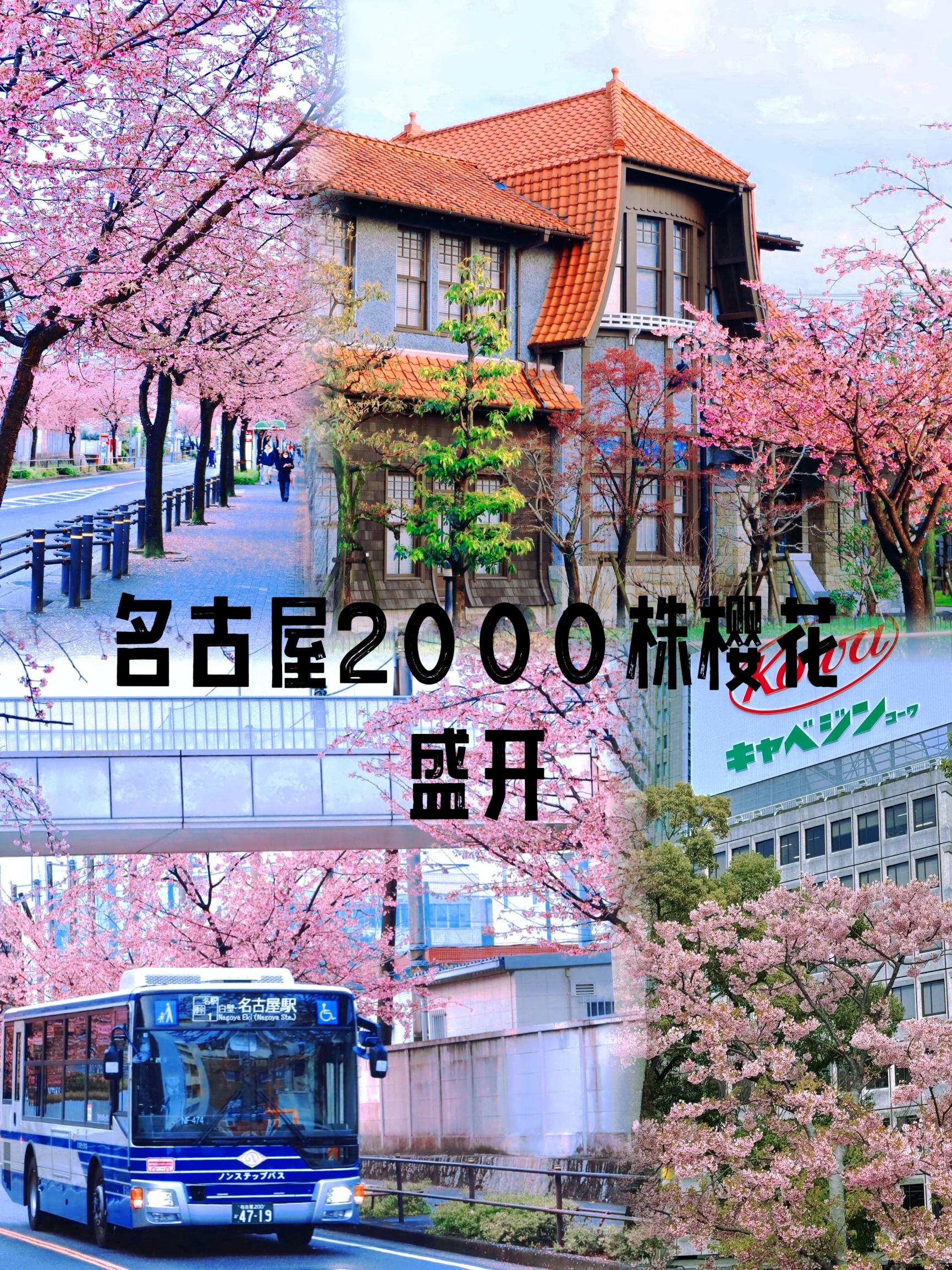 日本·名古屋樱花树盛开