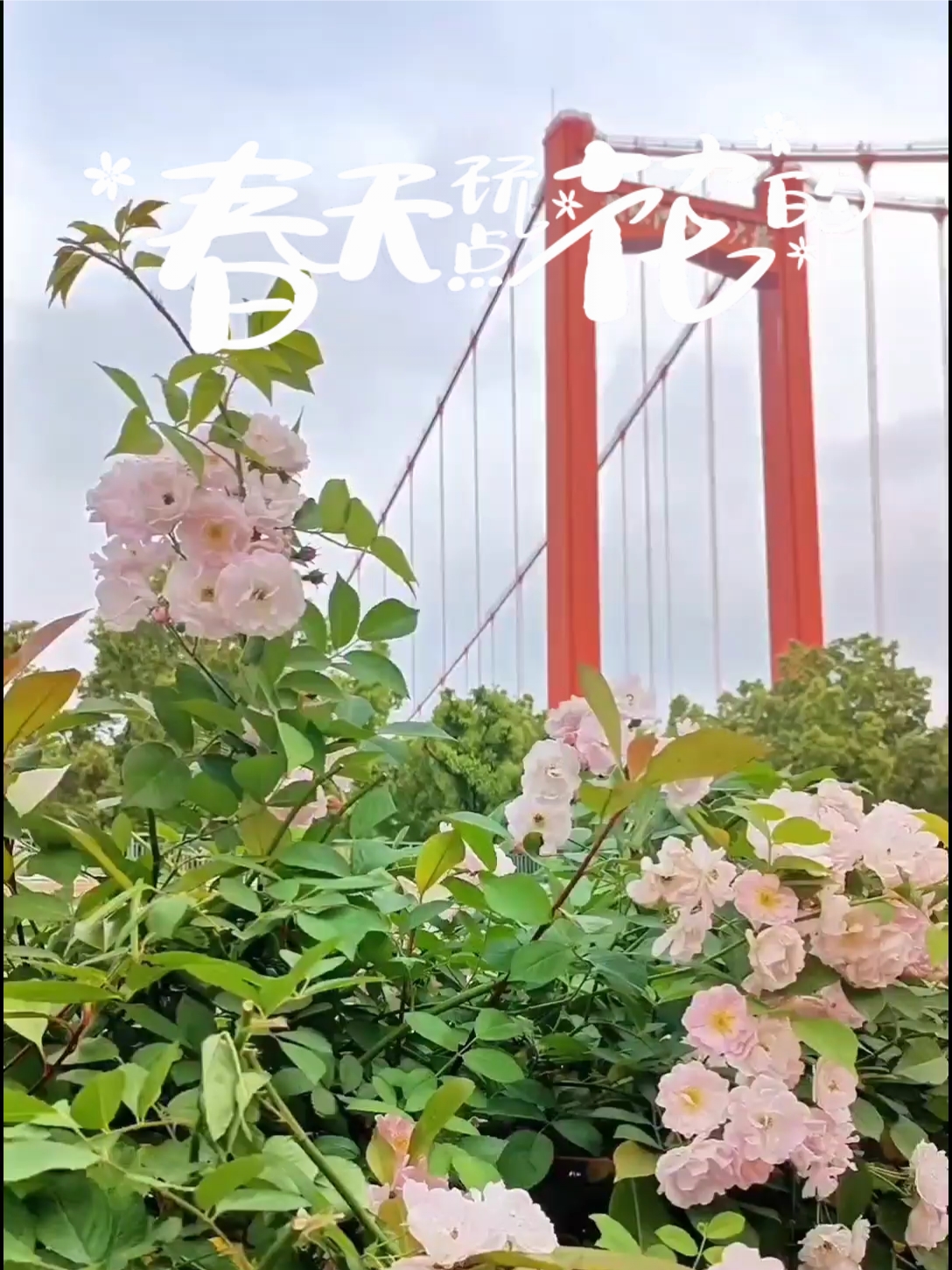 《武汉樱花季，邂逅美丽》：