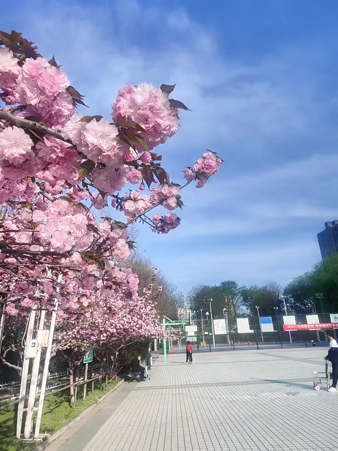 汝州这个公园的樱花开爆了，快约上你的闺蜜朋友，打卡拍照非常出片！