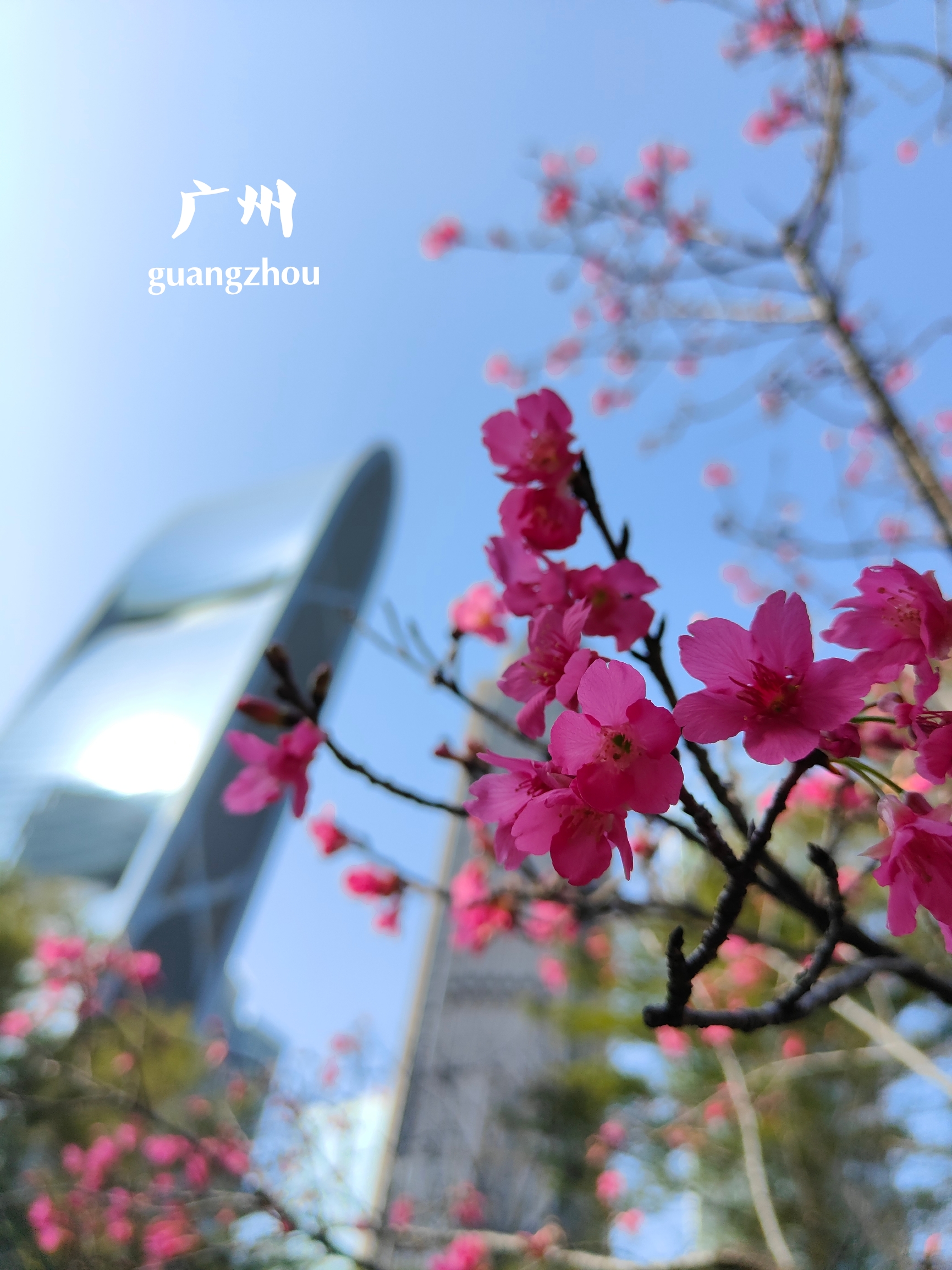 花城广场 || 春节喜遇广州中央花园樱花初放