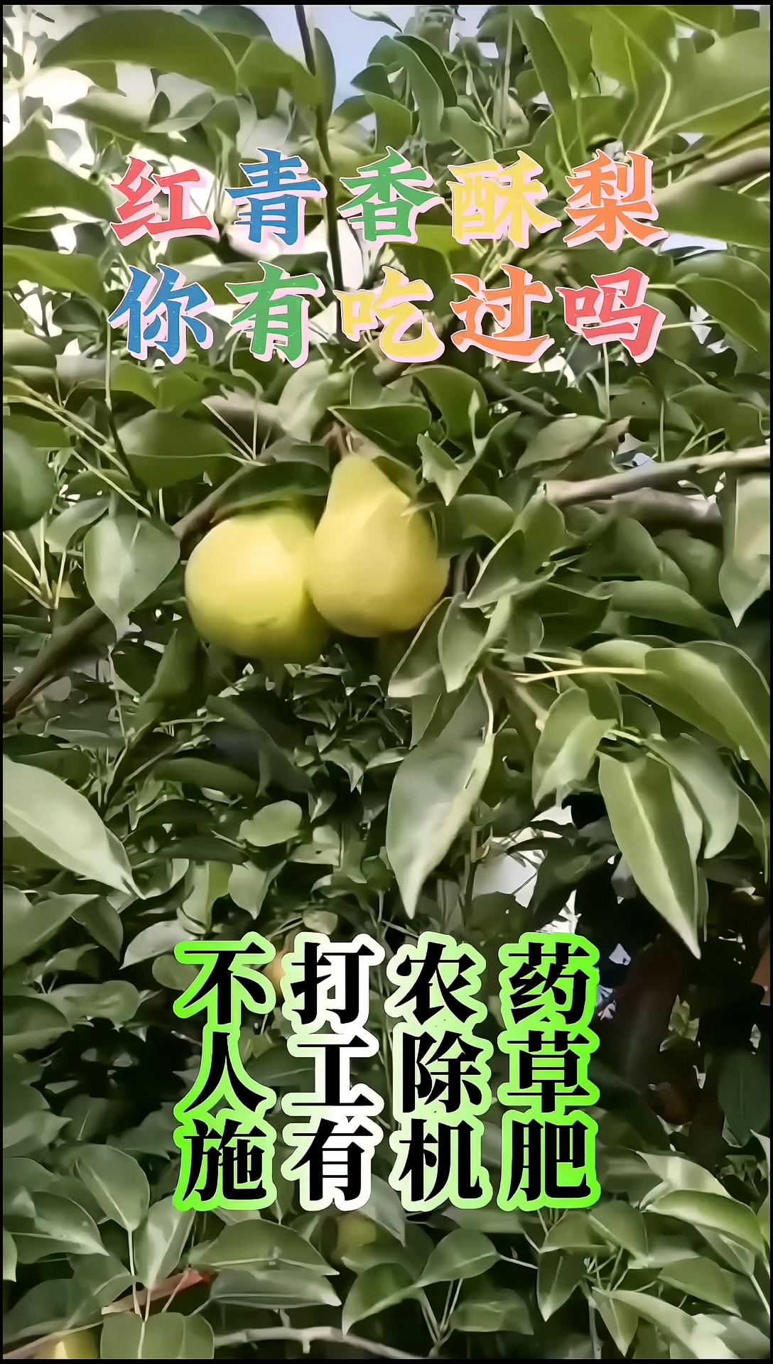 你吃过这种香🍐吗😋😋😋