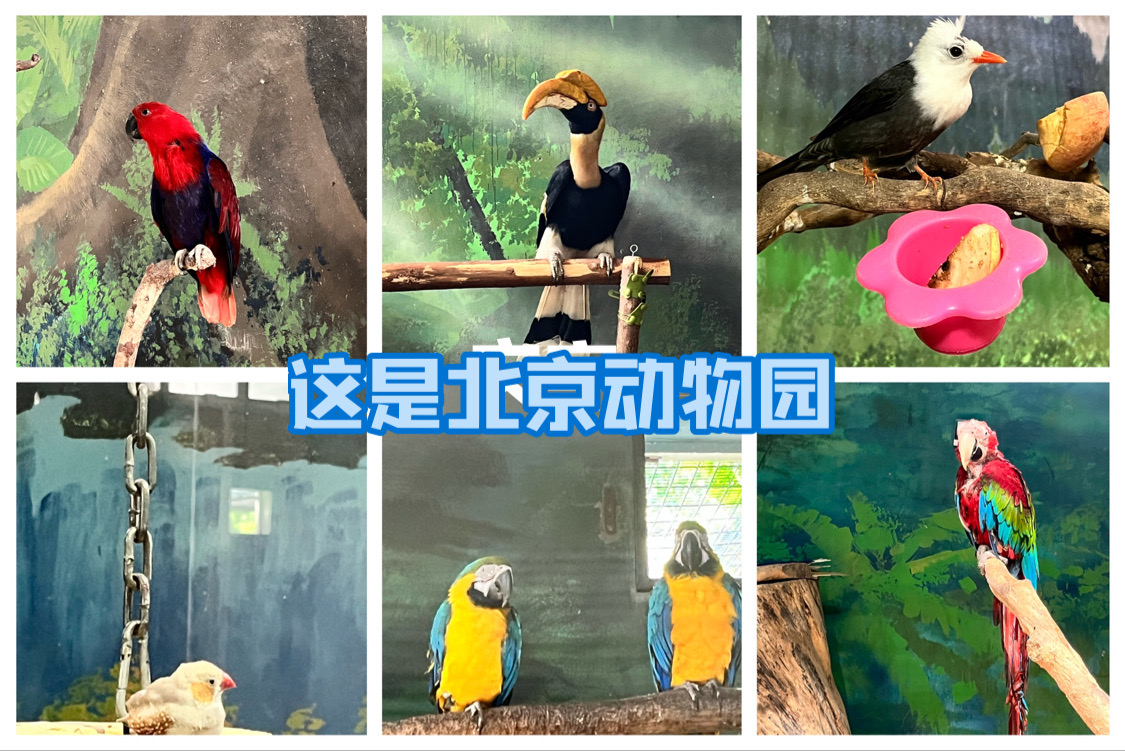 去北京动物园拍油画照片