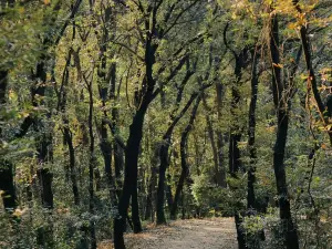 Jiufeng National Forest Park