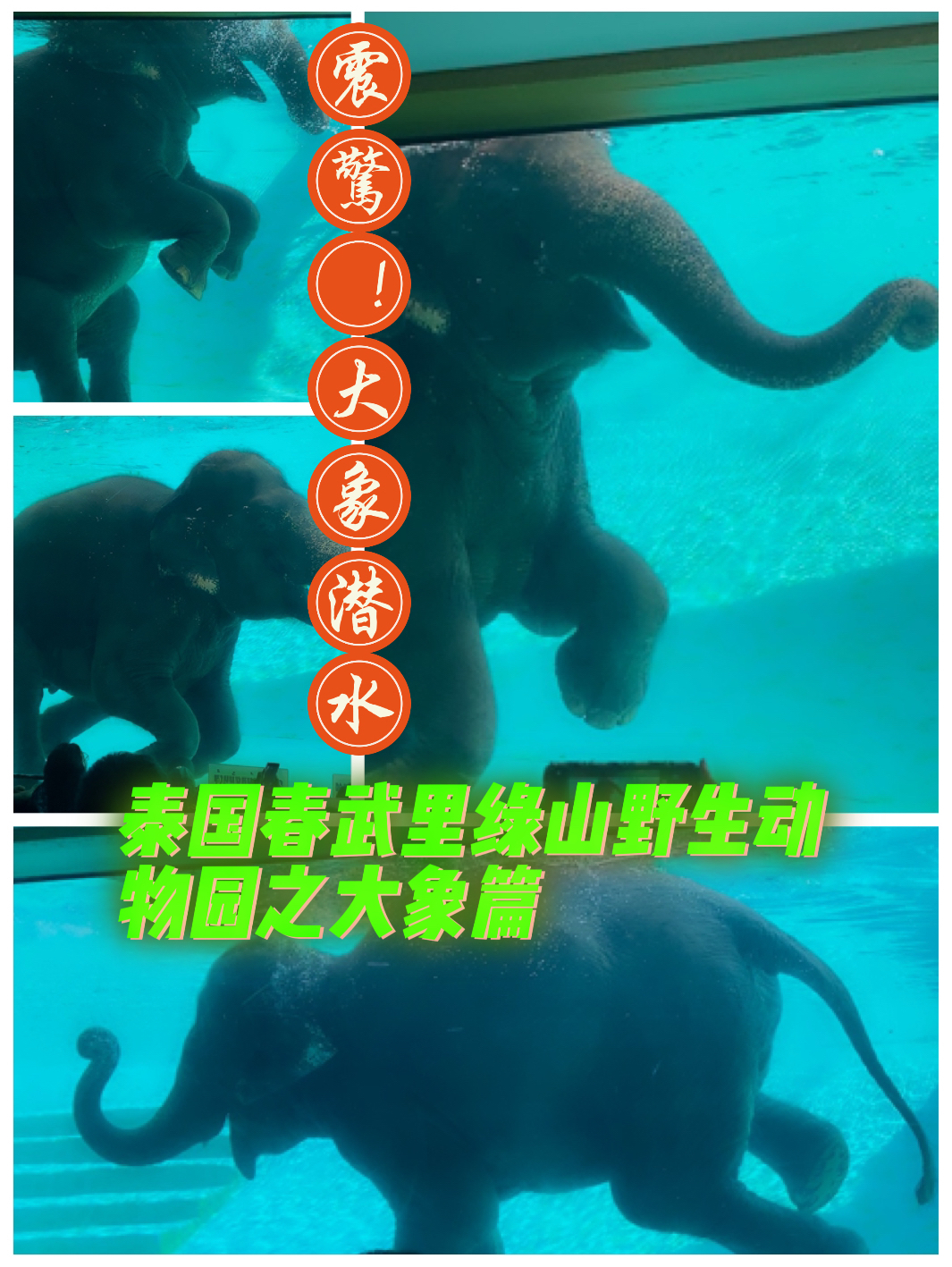 2024泰国春武里绿山野生动物园之大象篇
