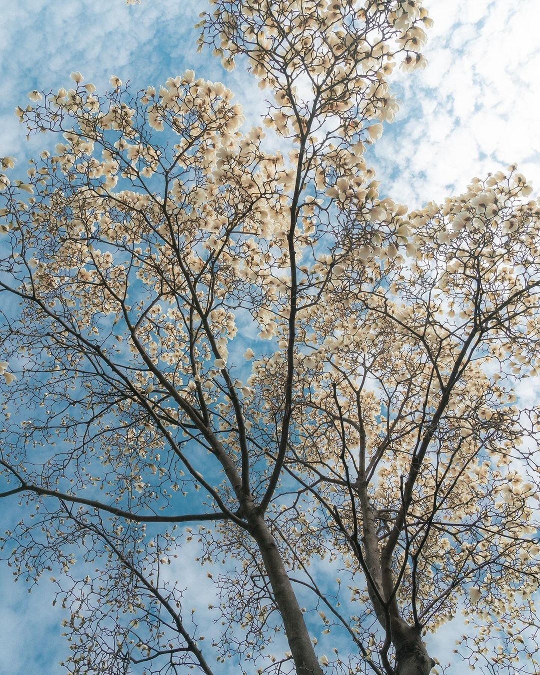 👀韩国大邱的玉兰花景点——大邱玉兰公寓🤩