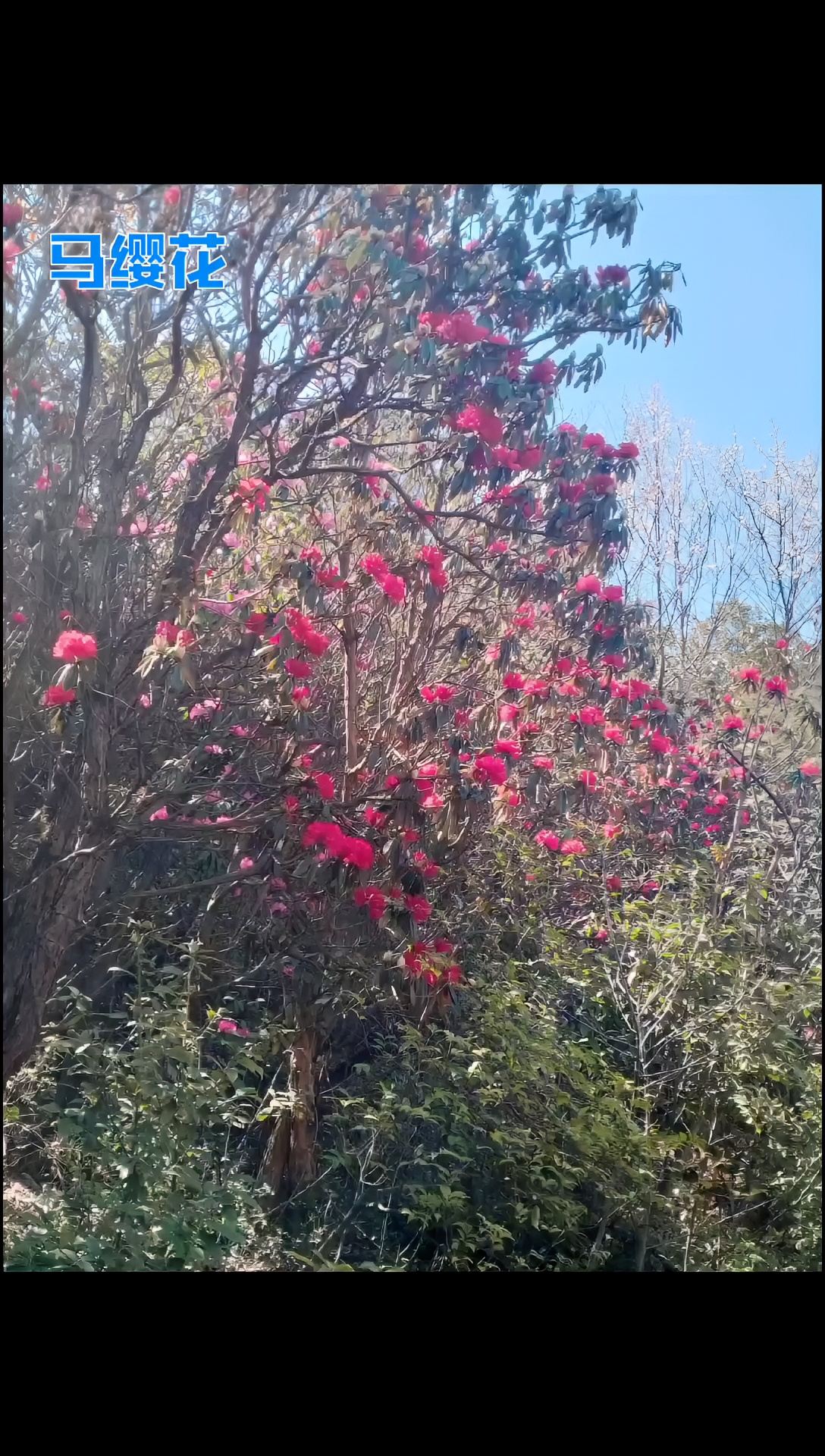 #春日赏花图鉴   马缨花