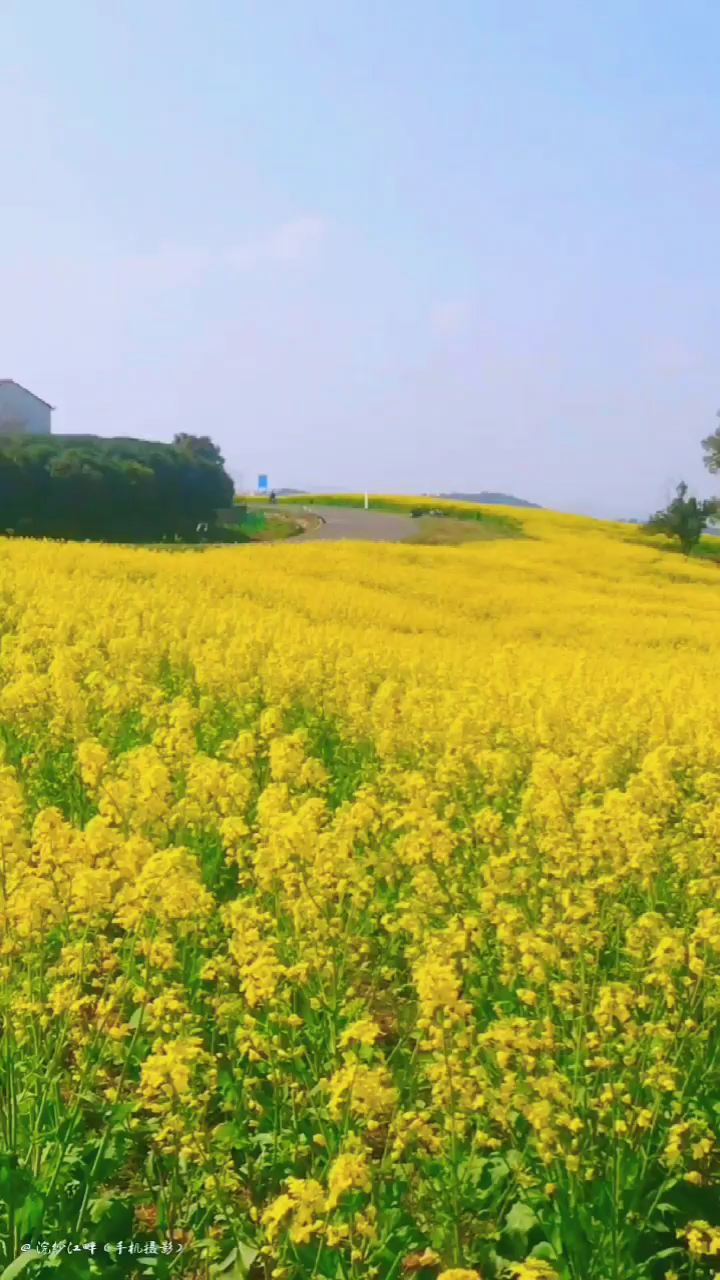 油菜花开