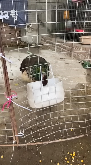 孔雀🦚