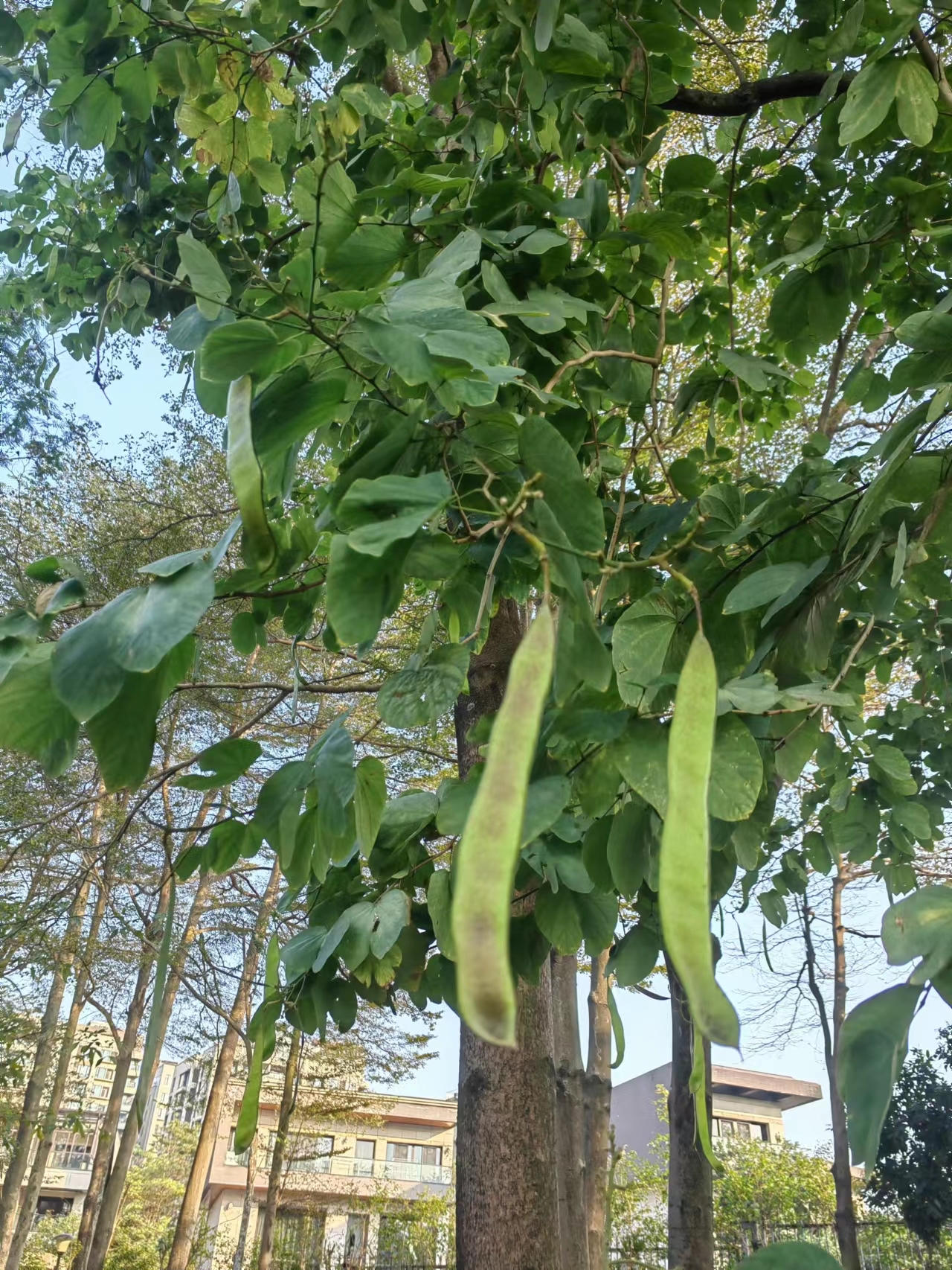 扁豆树