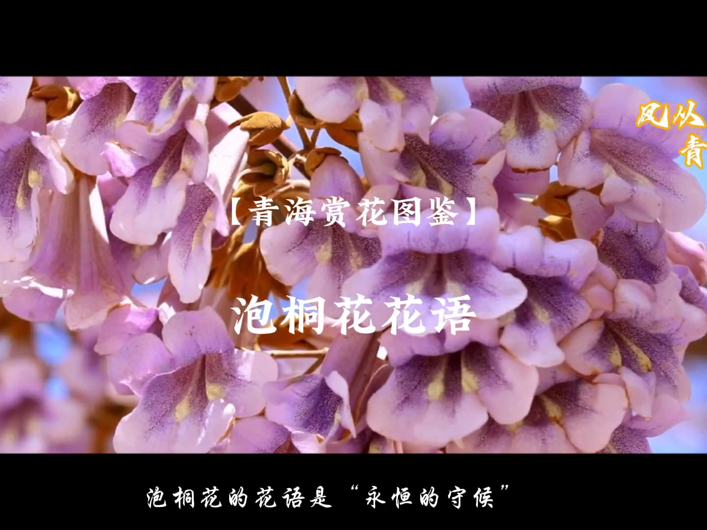 【青海赏花图鉴】化隆泡桐花开，泡桐树下许个愿吧
