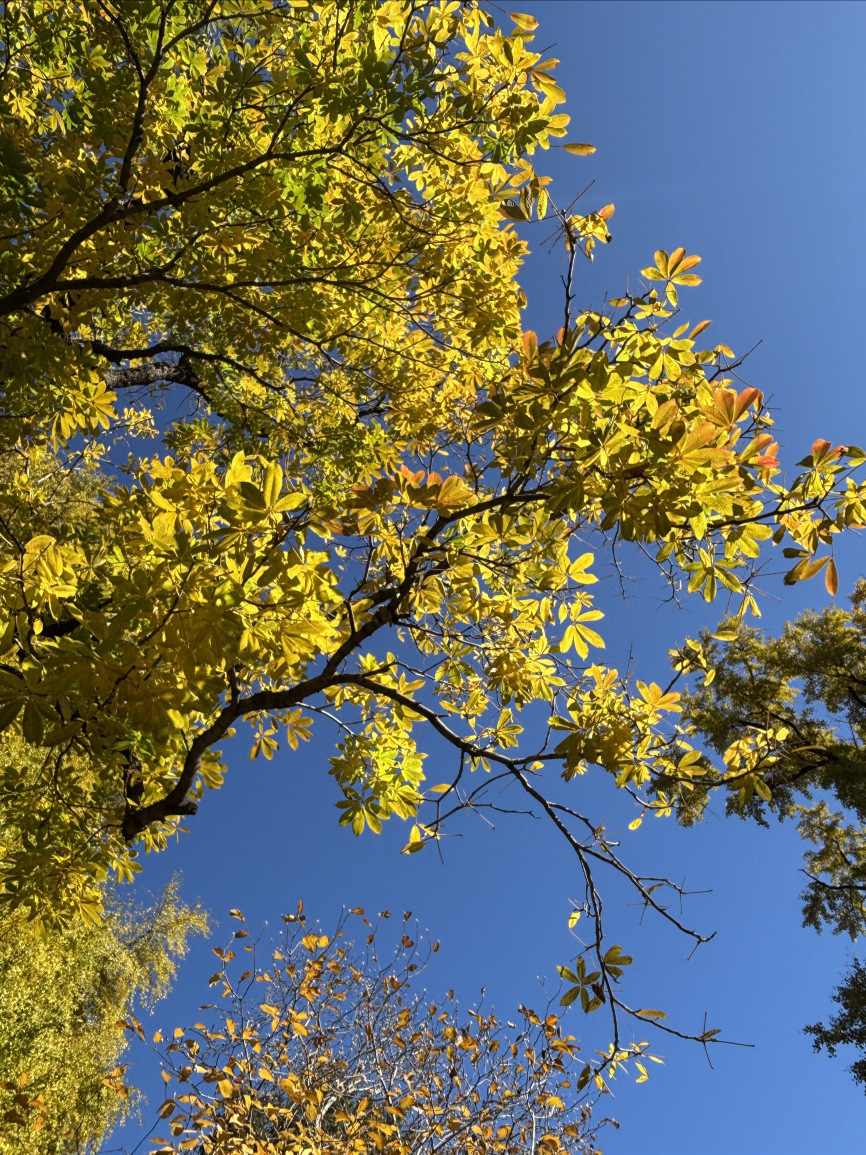 BERRY BEANS(檀谷店)