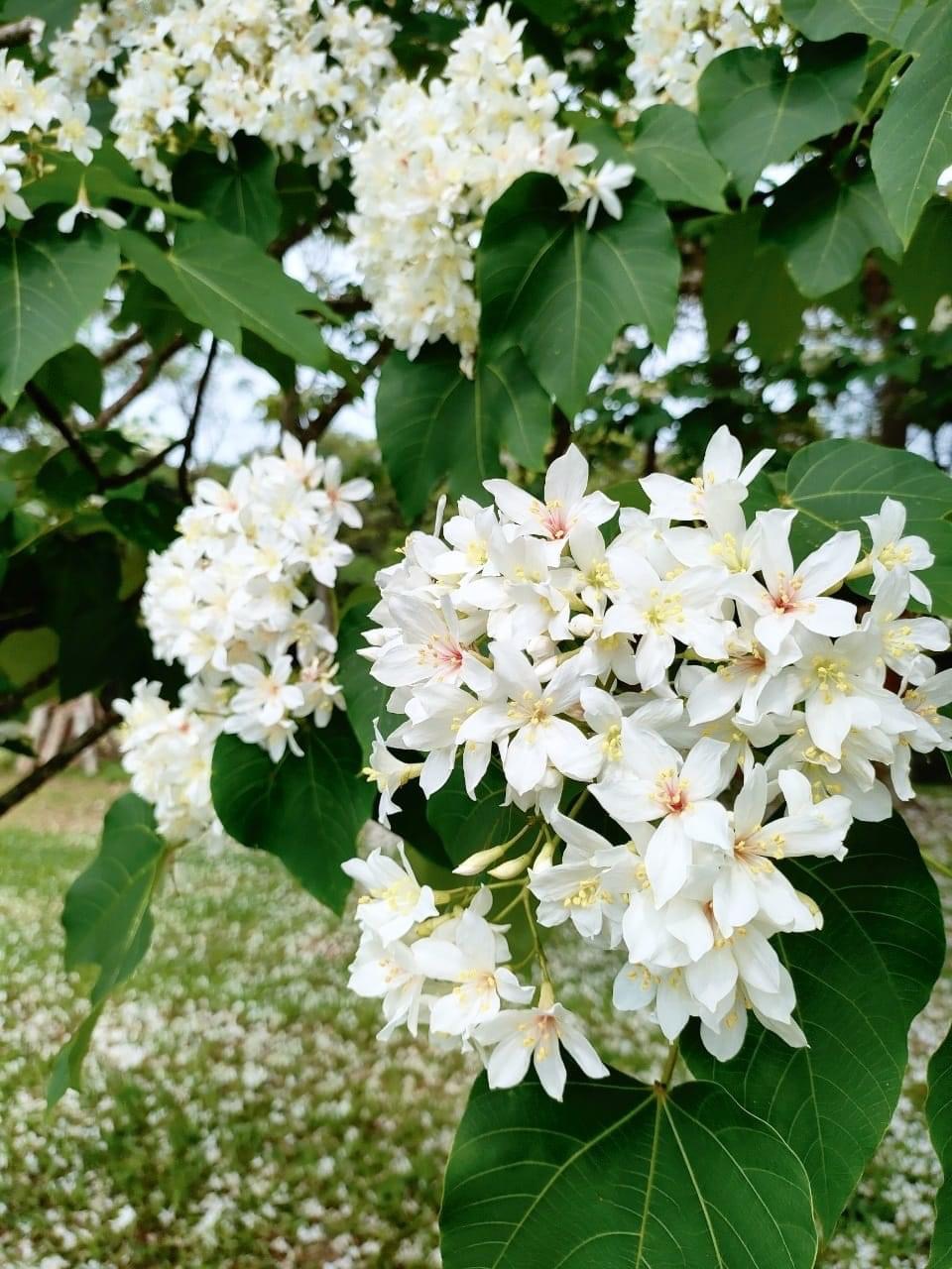 油桐花