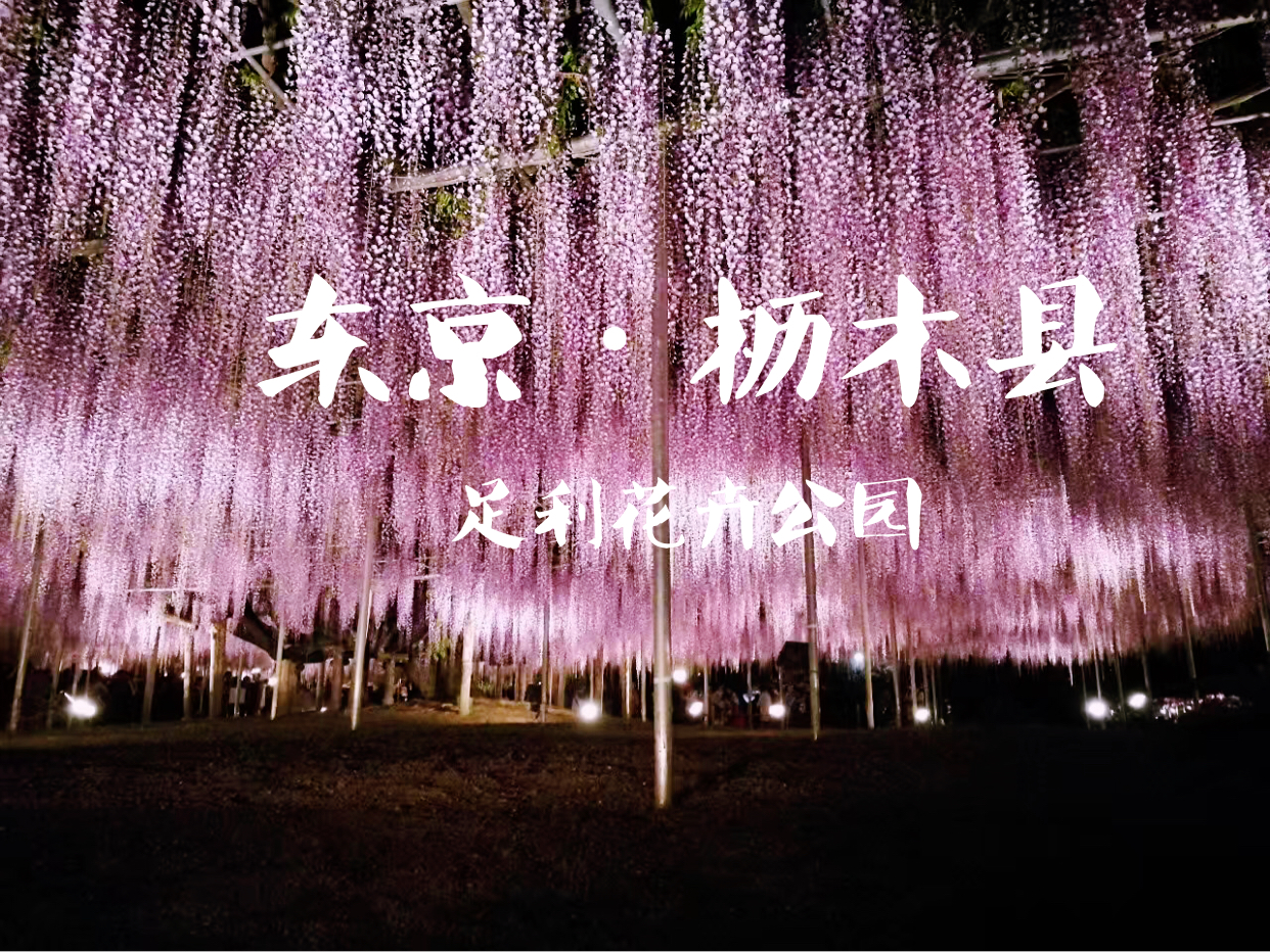 东京除了樱花还有梦幻般的紫藤花！！
