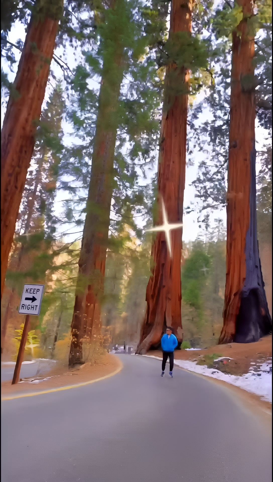 红杉树国家公园∫Sequoia National Park 一直觉得红杉树国家公园只是一大片参天红杉