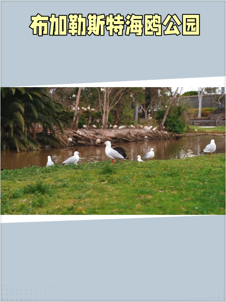 布加勒斯特海鸥公园：城市的绿肺，自然的乐园