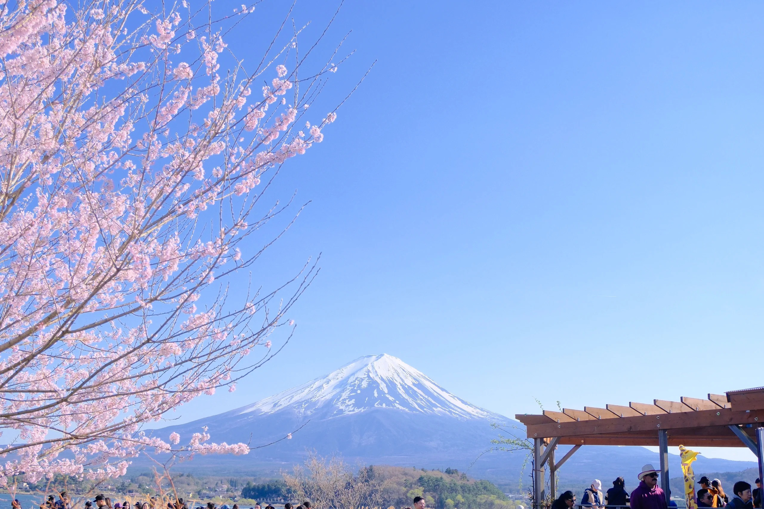 #富士山下芝樱开  樱花国的樱花，开了🌸|||是日之富士  #春日樱花漫游 #公路上的风景