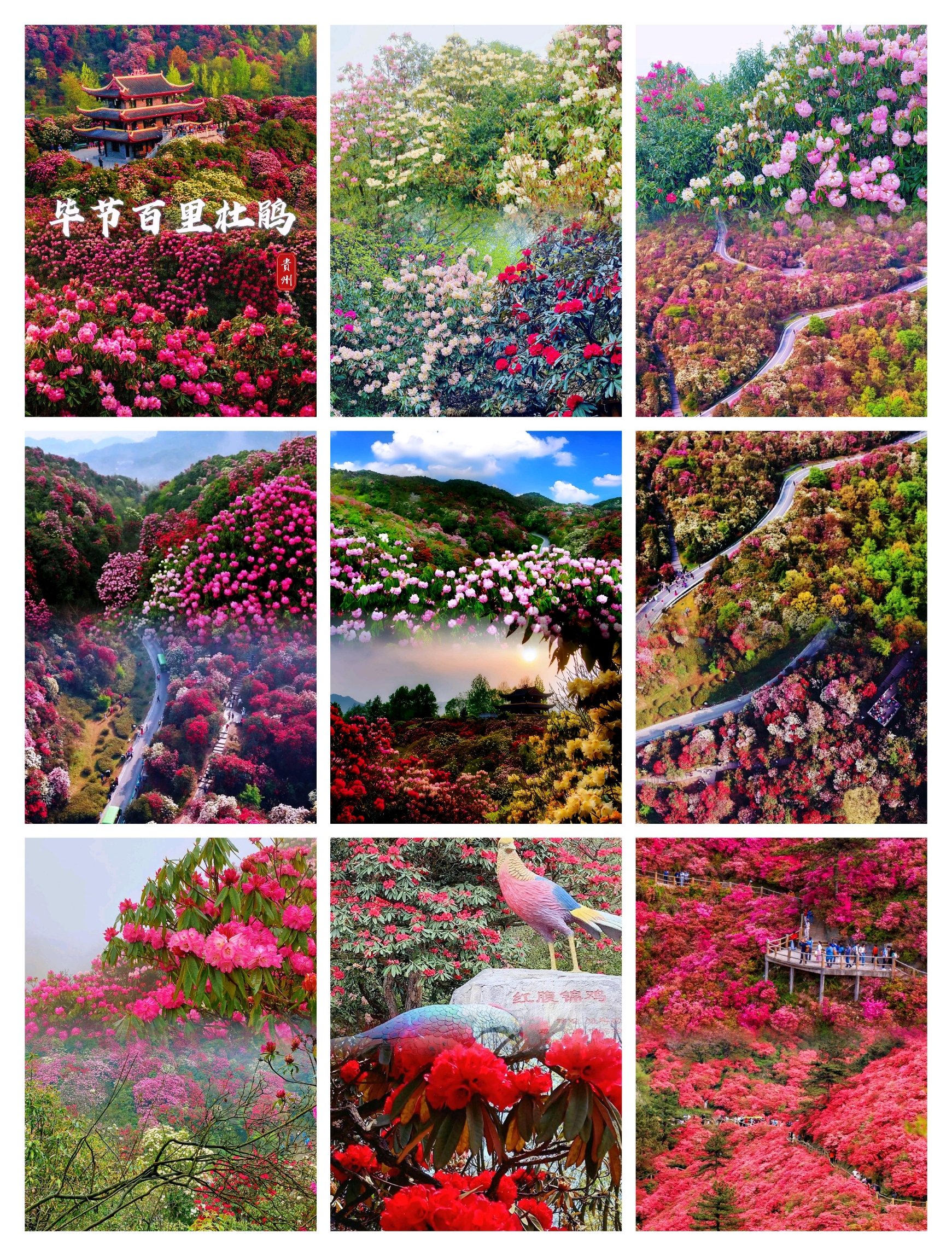 🌺贵州百里杜鹃是中国最美的杜鹃花景区之一