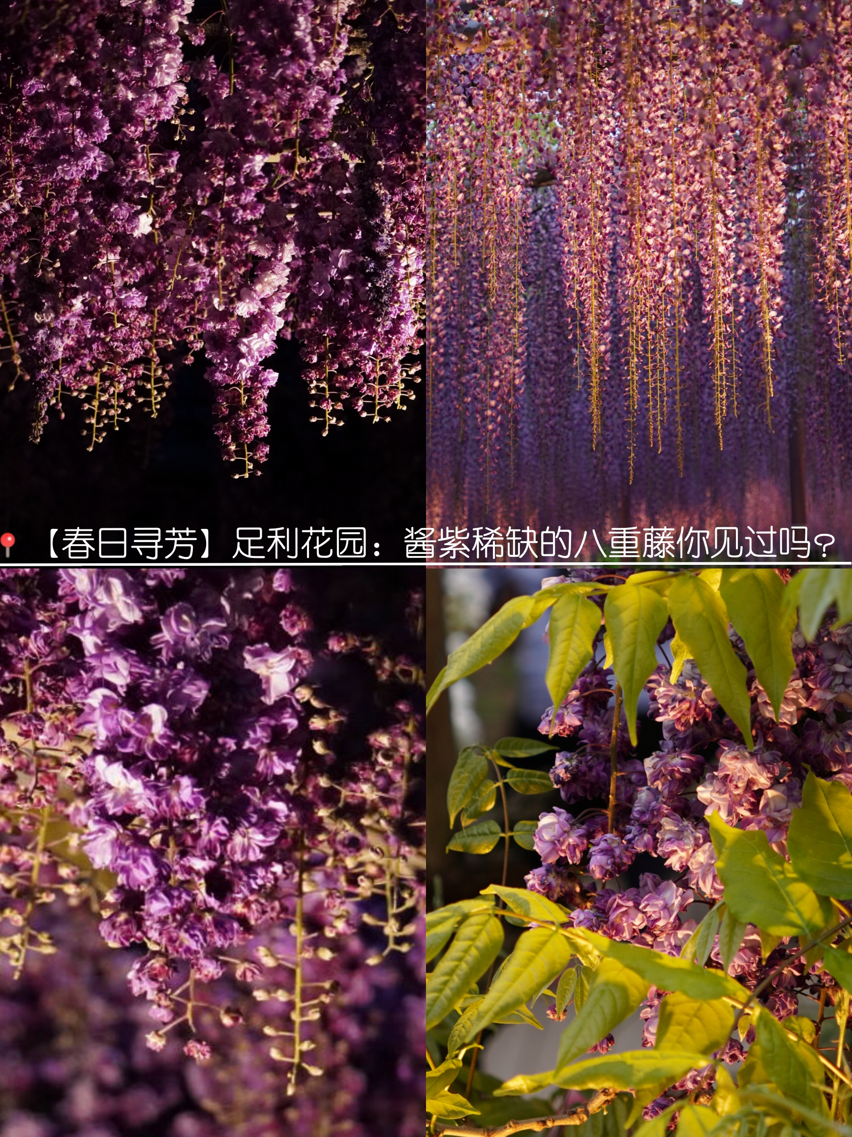 【春日寻芳】足利花卉公园：酱紫稀缺的八重藤你见过吗？